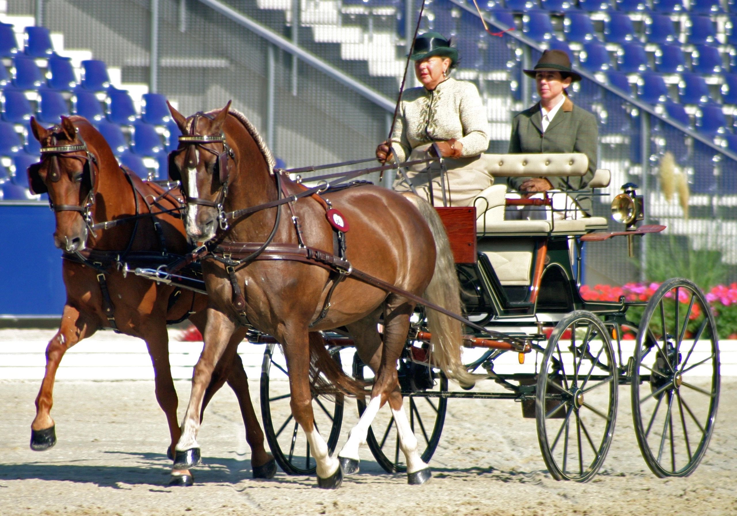 for sale: VAN der Wiel Harness Horses