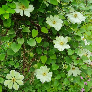 White clematis flowers blooming amidst lush green foliage.