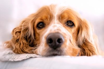 Dog looking calmly and relaxed at the camera during a canine behavioural consultation in Stroud, Glo