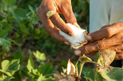 100% Organic Turkish Cotton