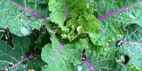 Blue Kale