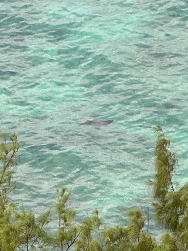 Manta ray swimming in clear blue water.