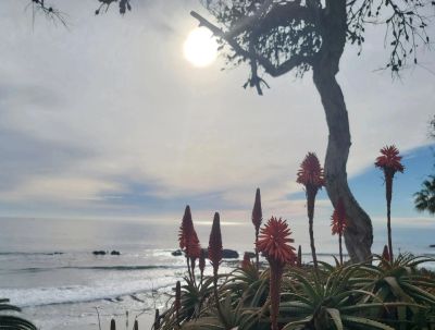 Sun shining through tree branches over ocean and red flowers.