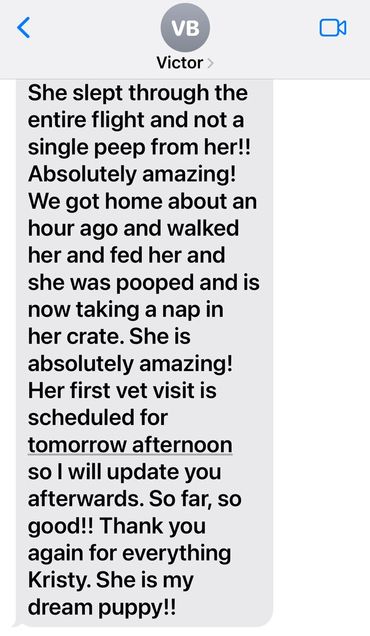 Australian Cattle Dog puppy crate training