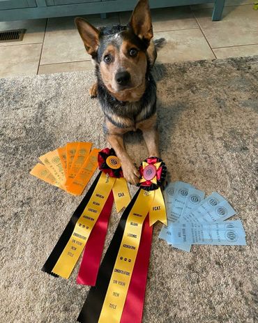 Australian cattle dog fast cat titles