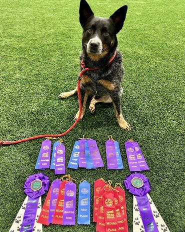 Australian cattle dog agility title
