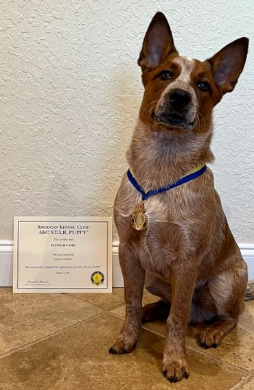 AKC Star Puppy Flying D