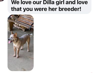 Australian Cattle Dog Breeder