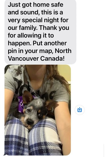 Australian Cattle Dog puppy travel outside to Canada