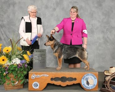 Australian Cattle Dog New Champion