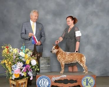Australian Cattle Dog New Champion
