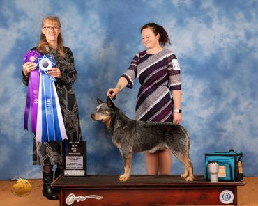 Australian Cattle Dog show dog