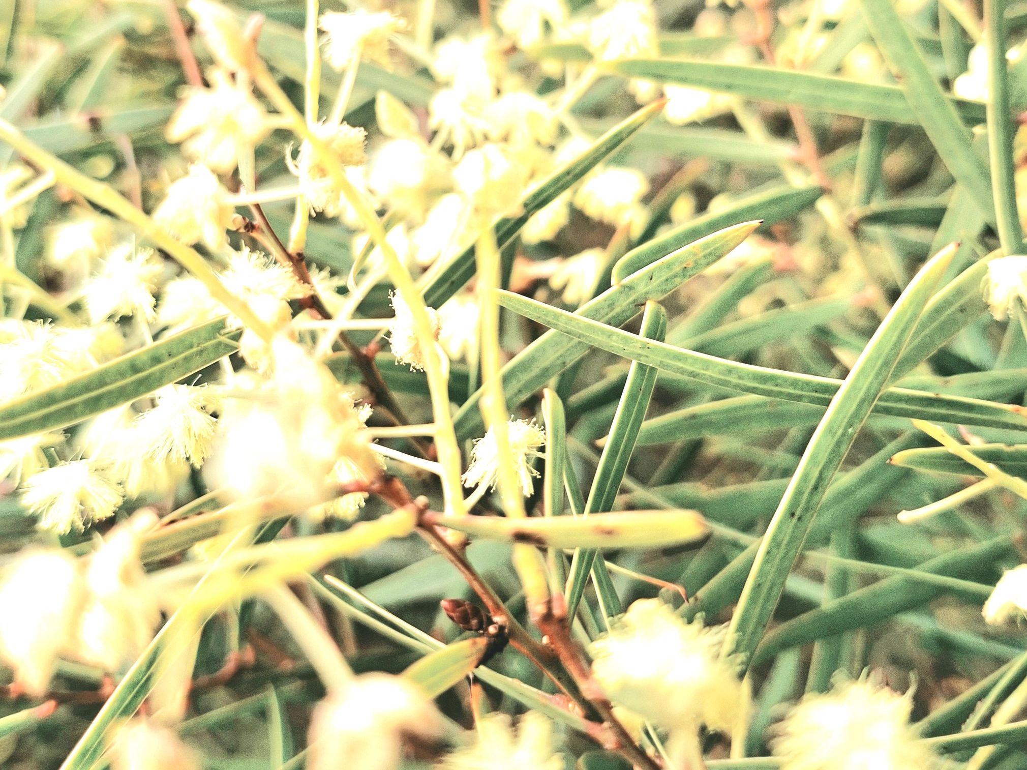 Green leaves and yellow flowers with bright lighting.