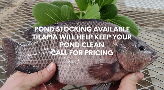 Tilapia fish with bokchoy grown at Rock Creek Valley Farm's aquaponic farm.