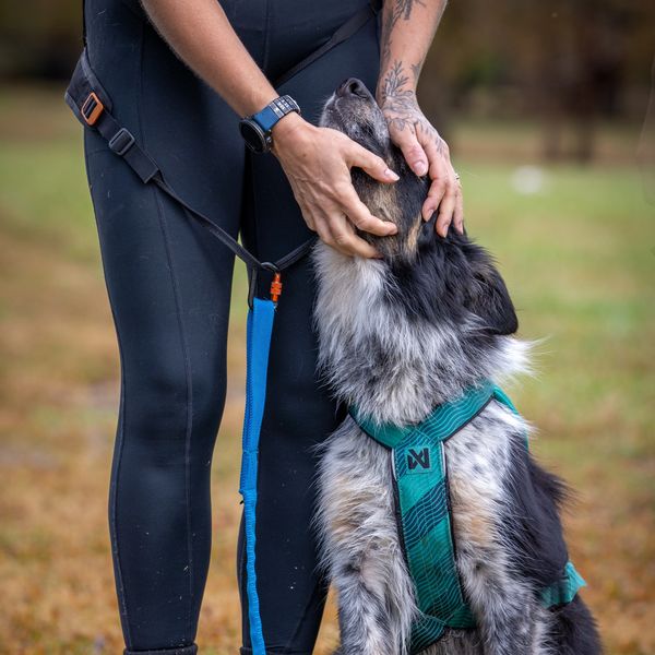 Canicross dog wearing a properly fitted pulling harness with their runner.