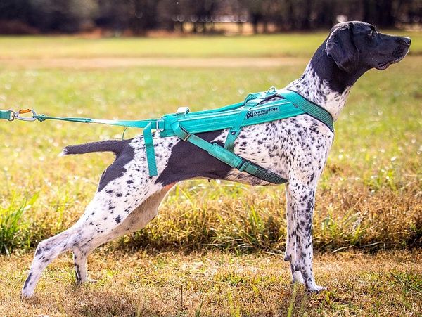 Dog pulling forward in a properly fitted canicross harness and bungee line.