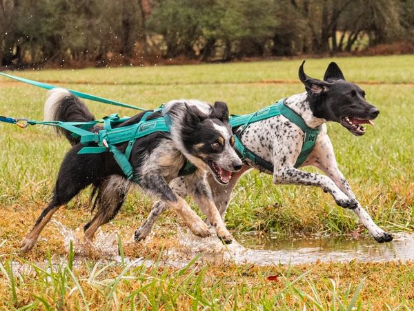 Two runners canicrossing with dogs of different sizes in pulling harnesses.
