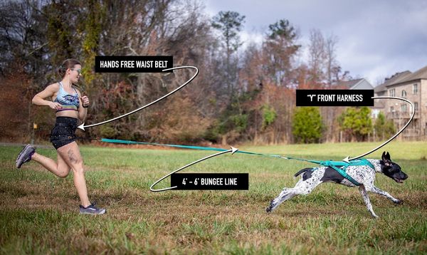 Canicross runner and dog demonstrating a pulling harness, bungee line and hands-free running belt