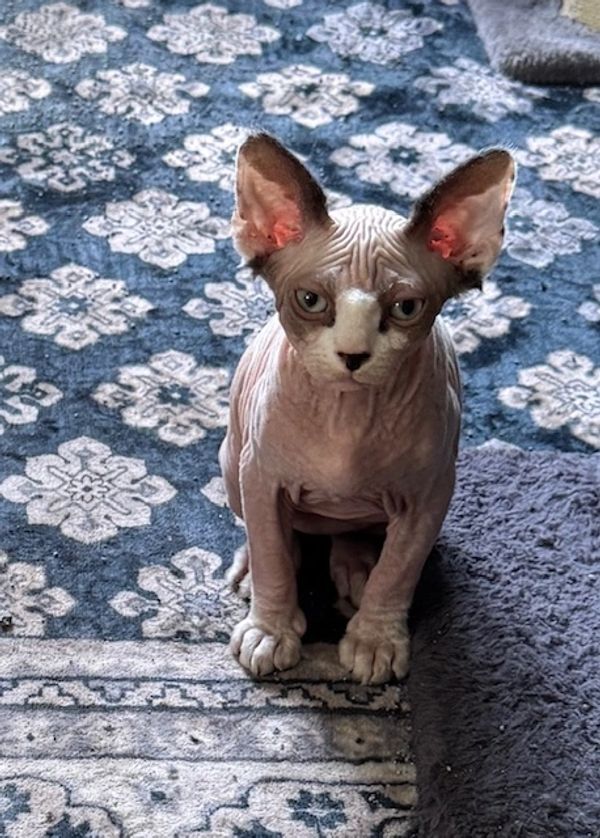 The kitten on the left is a male.  He is now 12 weeks old.