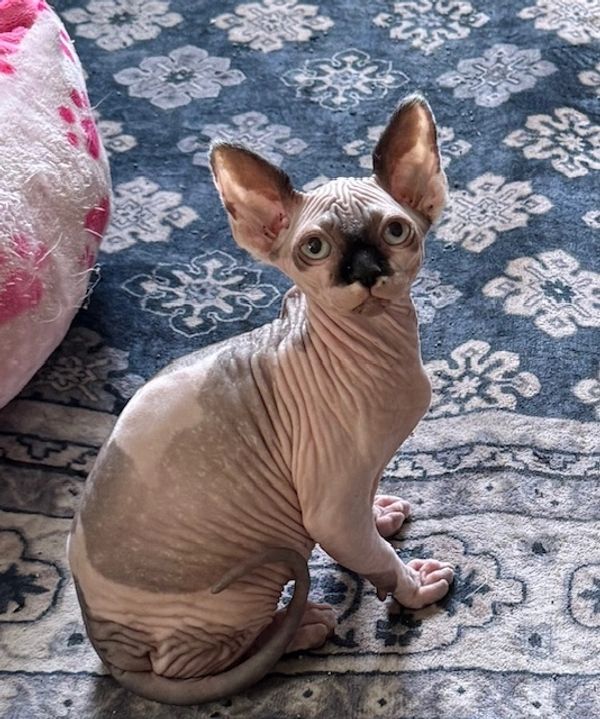 this is a female kitten 12 weeks of age.