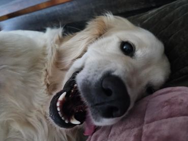 Close-up of a happy golden retriever lying on a bed.