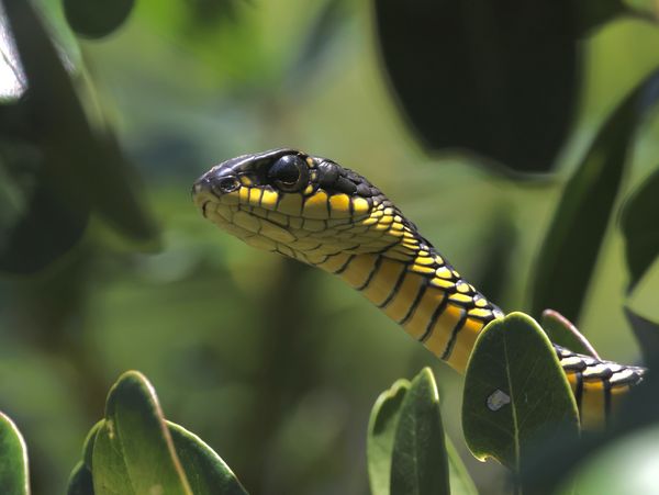Close-up of a yellow and black snake peeking through green leaves.