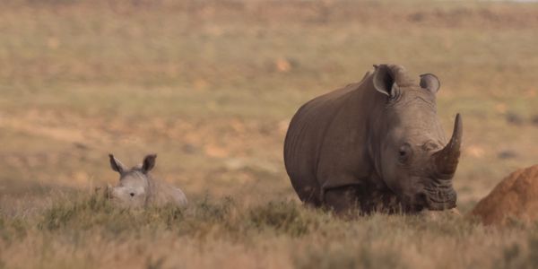 A rhinoceros and its calf in a grassy landscape.