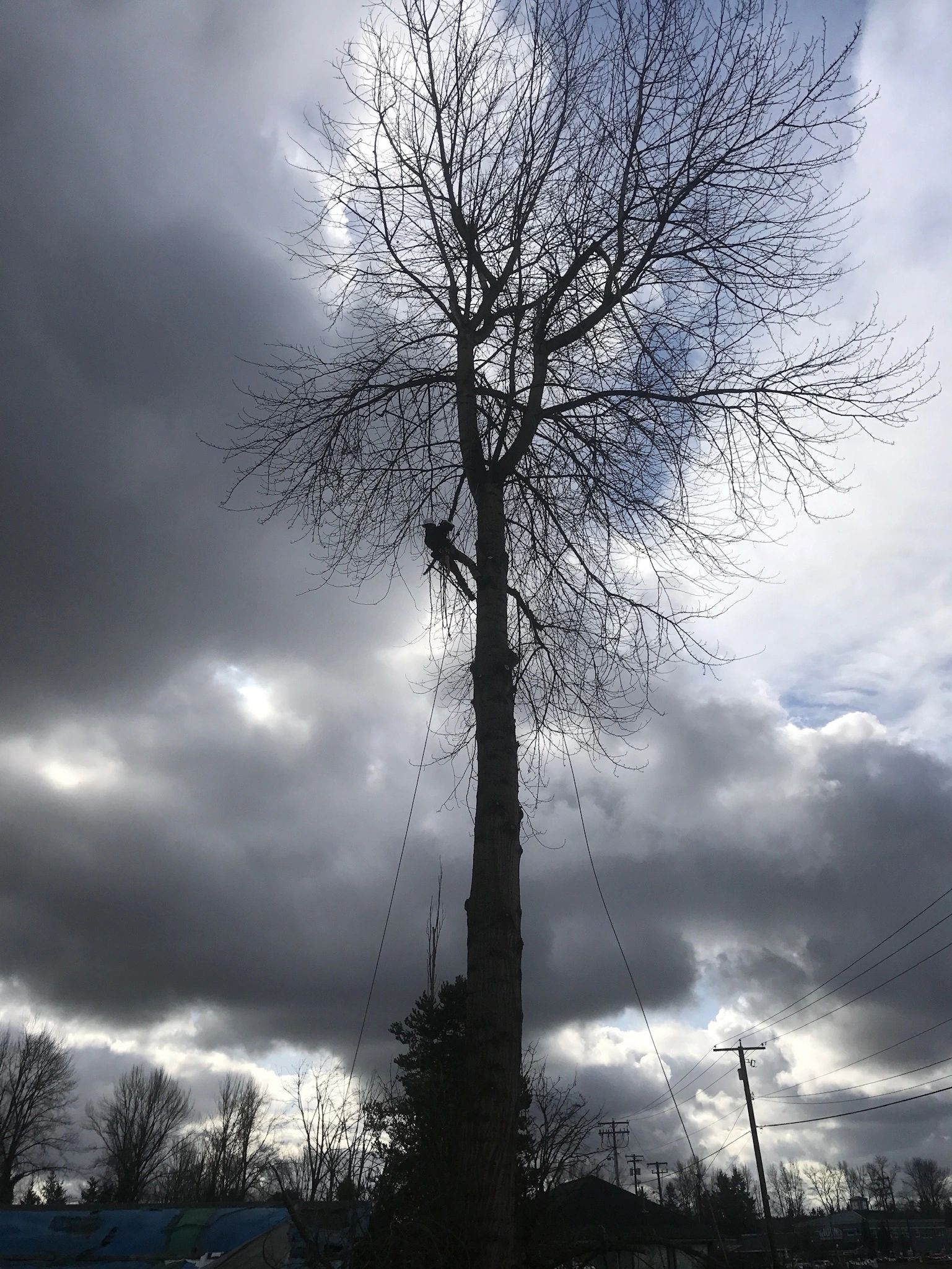 Over The Top Tree Service LLC Tree Services Butte, Montana
