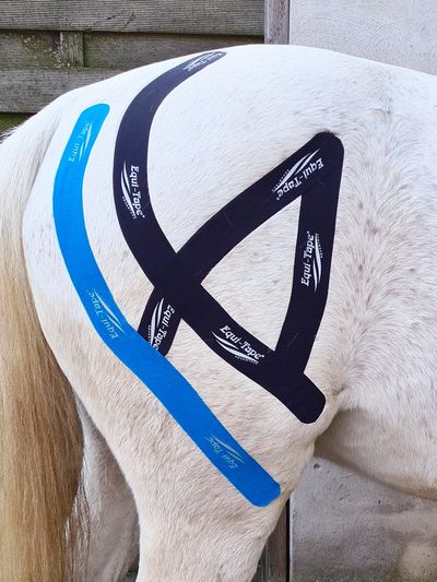 RHeinpferd Sarah Llopis Physiotherapie osteopathie Pferde Dry Needling Düsseldorf Ruhrgebiet Essen