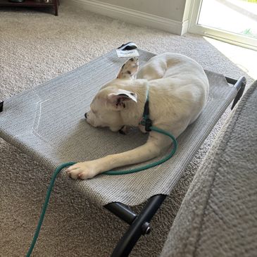 Dog sleeping on elevated bed.