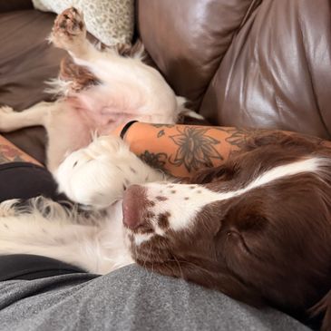 Dog sleeping on a person's lap on a leather couch.