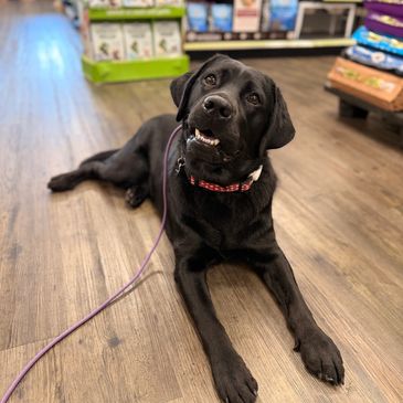 Black Labrador lying on store floor with leash.