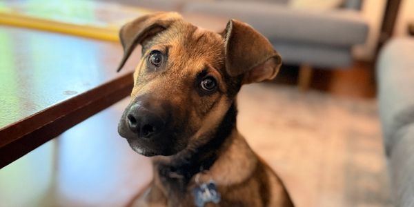 Curious puppy looking at the camera.