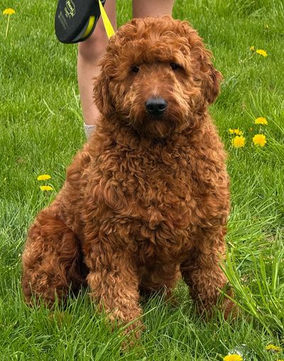 Curly-haired brown dog sitting on grass with a leash and legs in the background.