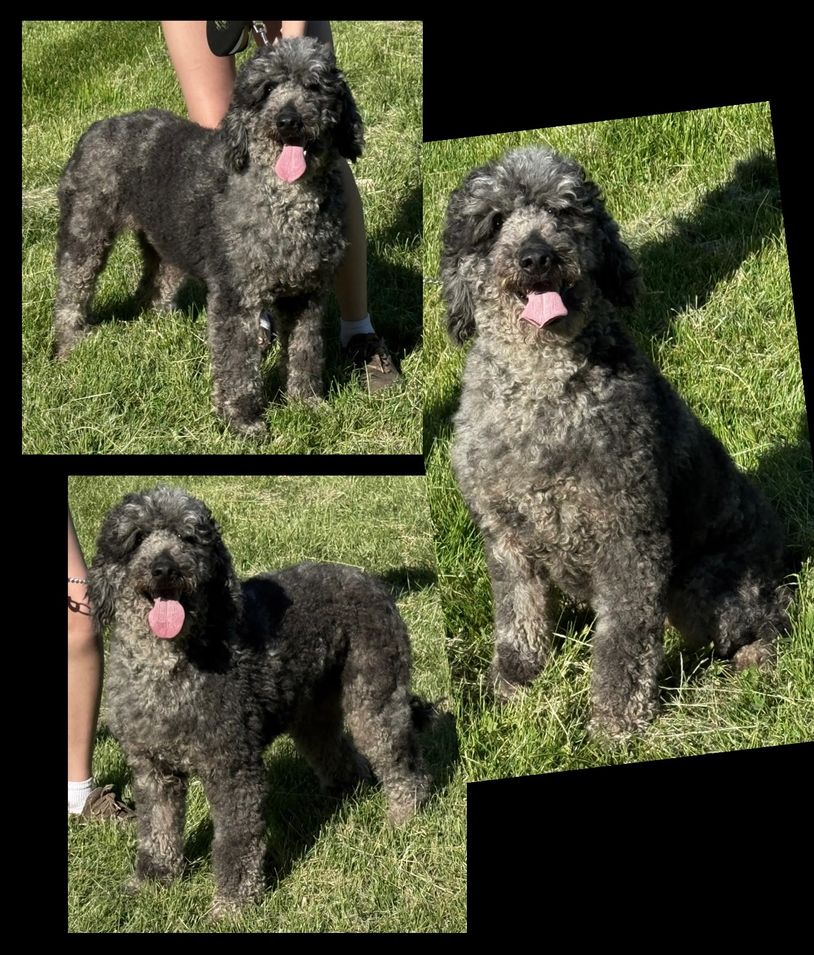 Curly gray dog happily posing outdoors on green grass in three photos.