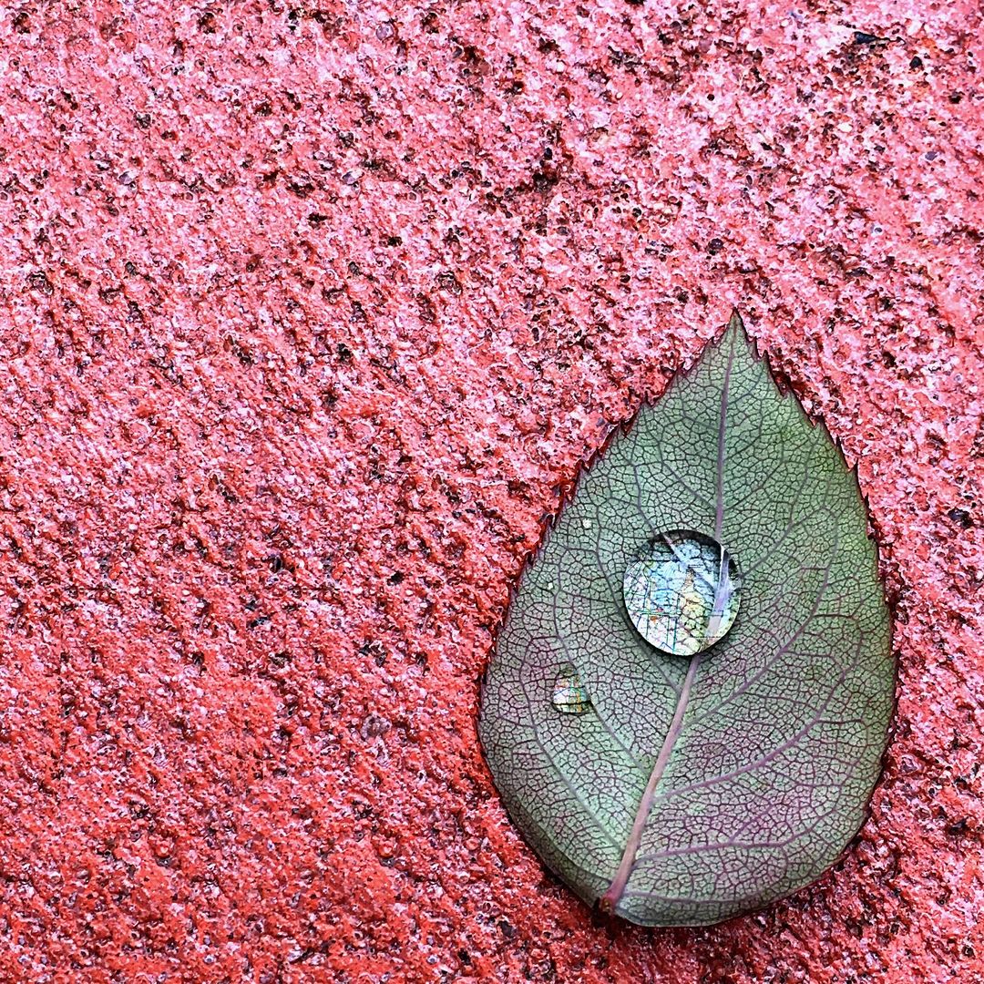 Fine art;green leaf sitting on red textured concrete;water droplet on leaf exposing a map within it.