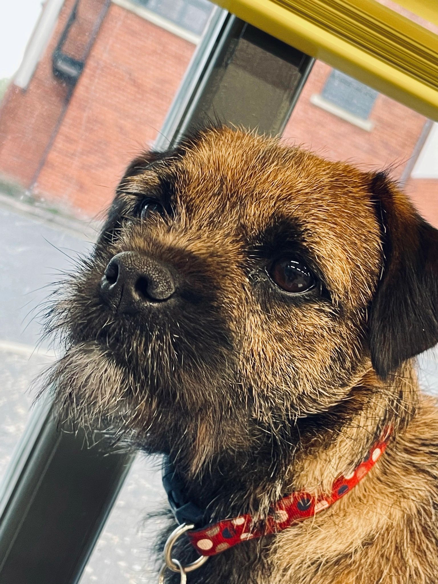 This is Betty, our office dog, a Border Terrier wearing a red collar, looking out of a window