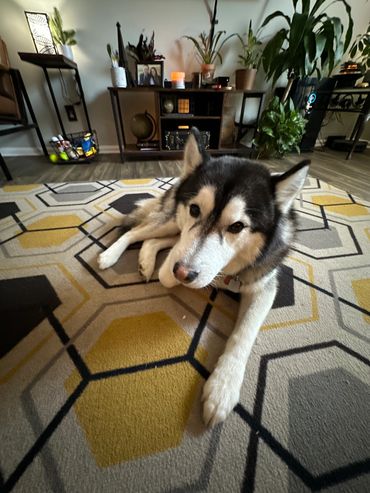 Mahalo Husky Athens, GA