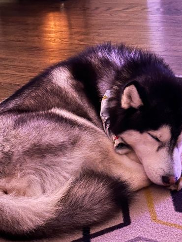 Sleeping Husky Dog