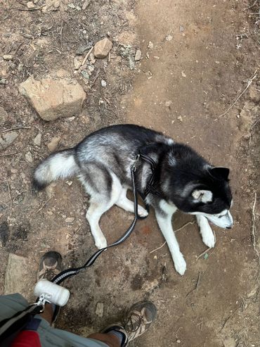 Mahalo Husky Dog Athens, GA