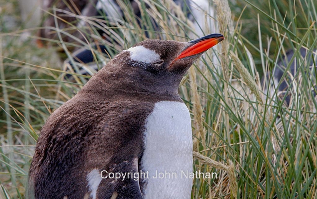 In 2010   I made a visit to the Falklands, South Georgia and Antarctica. This was for wildlfe photog