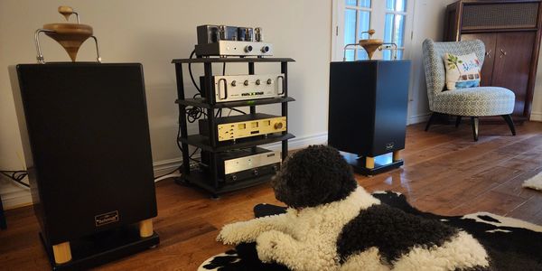 Billie the Standard Poodle listening to our Ubiquitous v.2.2 Omni-Directional Speakers.