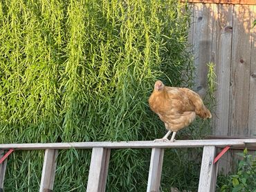 Clucky Hen using the ladder incorrectly.