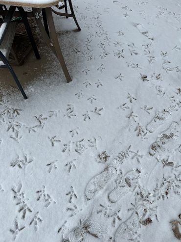Chicken foot prints.