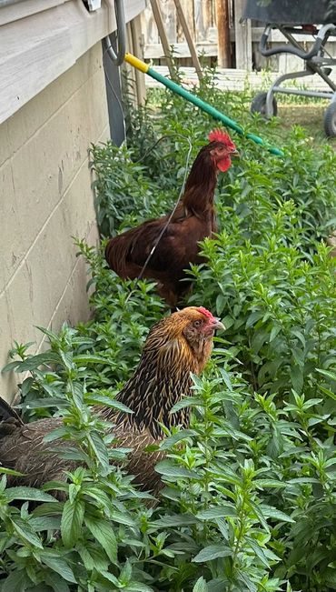 Chickens in the mint.