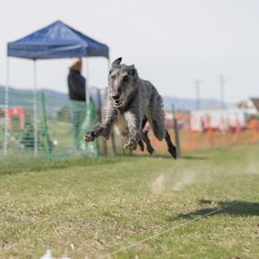 Scottish Deerhound Running Fast CAT Course