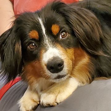 Dog learning to down command on the sofa