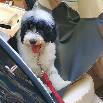 Dog getting in and out of the car
