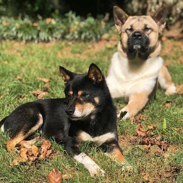 Dogs relaxing in the yard