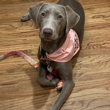 Puppy training down command